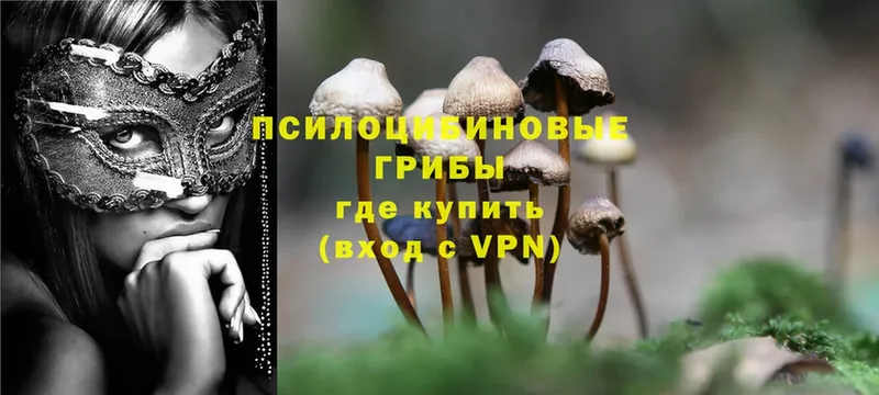 Галлюциногенные грибы Psilocybe  Бутурлиновка 